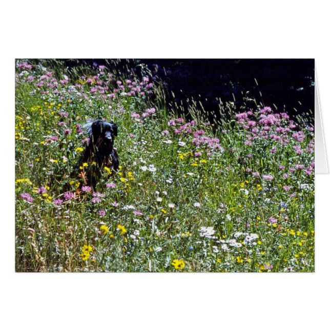 Schwarzer Hund in Blume (Vorderseite (Horizontal))