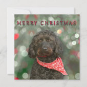 Schwarzer Hund Labradoodor Weihnachten Karte (Vorderseite)