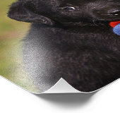 schwarzer Hund Labrador Retriever Welpe Fotoposter Fotodruck (Ecke)
