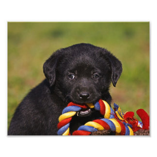 schwarzer Hund Labrador Retriever Welpe Fotoposter Fotodruck