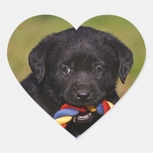 schwarzer Hund Labrador Retriever Welpe Sticker (Vorderseite)