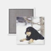 Schwarzer Hund liegt im Schnee Magnet (Vorderseite/Rückseite)