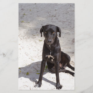 Schwarzer Hund mit bösen Augen Briefpapier
