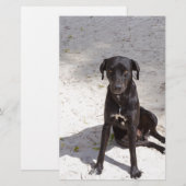Schwarzer Hund mit bösen Augen Briefpapier (Vorne/Hinten)