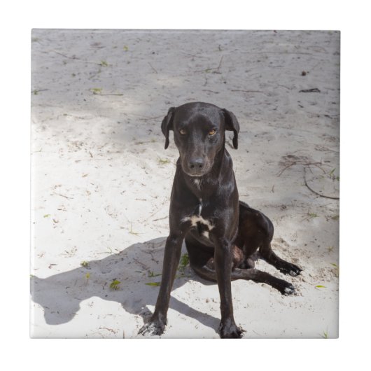 Schwarzer Hund mit bösen Augen Fliese (Vorderseite)