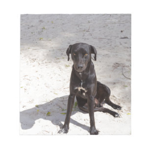 Schwarzer Hund mit einem bösen Auge Notizblock