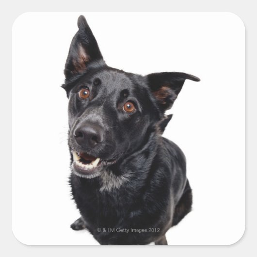 Schwarzer Hund Quadratischer Aufkleber (Vorderseite)