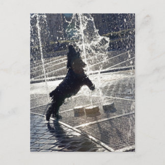 Schwarzer Hund springt auf der Wasserseite durch e Postkarte