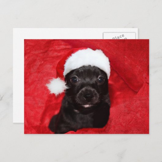 Schwarzer Hundehund Weihnachten (Vorne/Hinten)