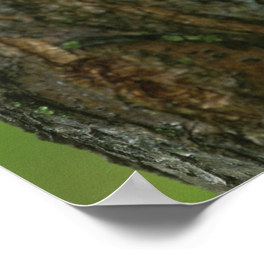 Schwarzer Johannisbaum, der einen neuen Zweig wach Poster (Ecke)