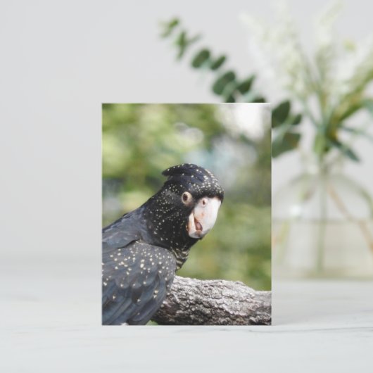 Schwarzer Kakadu Postkarte (Stehend Vorderseite)