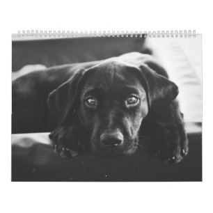 Schwarzer Kalender Labradors 2018