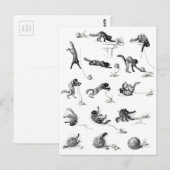 Schwarzer Katzenball und Wollgarnball, Alexandre S Postkarte (Vorne/Hinten)