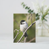 Schwarzer Katzenhai Postkarte (Stehend Vorderseite)