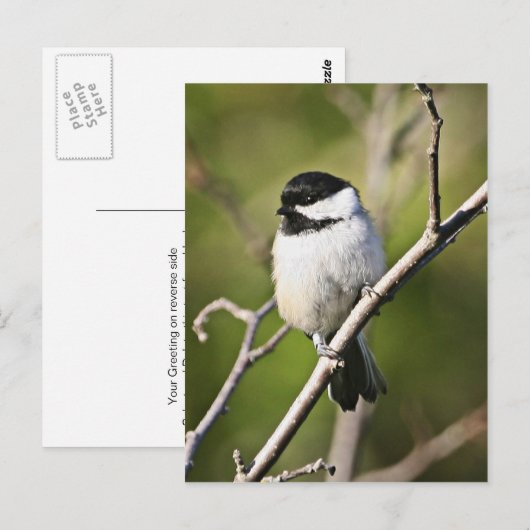 Schwarzer Katzenhai Postkarte (Vorne/Hinten)