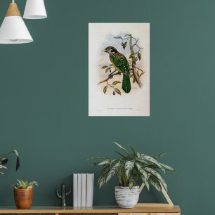 Schwarzer Katzenvogel von John Gould Poster