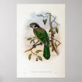 Schwarzer Katzenvogel von John Gould Poster (Vorne)