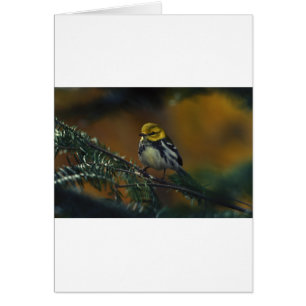 Schwarzer Kehlkopfgrasmücken