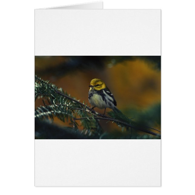 Schwarzer Kehlkopfgrasmücken (Vorne)