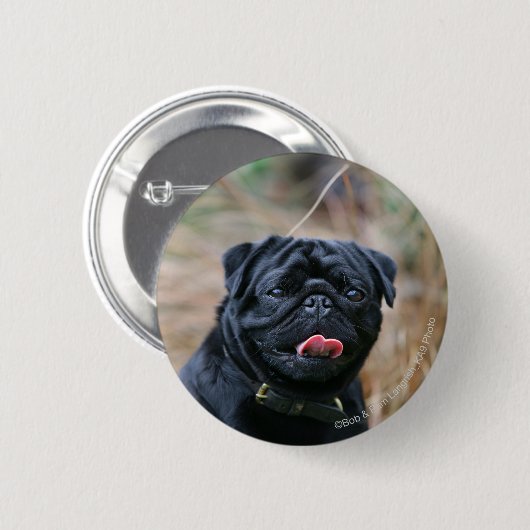 Schwarzer keuchender Mops beim Betrachten der Button (Vorne & Hinten)