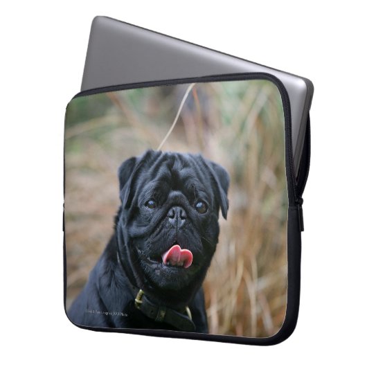 Schwarzer keuchender Mops beim Betrachten der Laptopschutzhülle (Vorderseite Links)