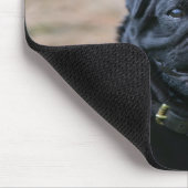 Schwarzer keuchender Mops beim Betrachten der Mousepad (Ecke)