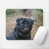 Schwarzer keuchender Mops beim Betrachten der Mousepad (Mit Mouse)