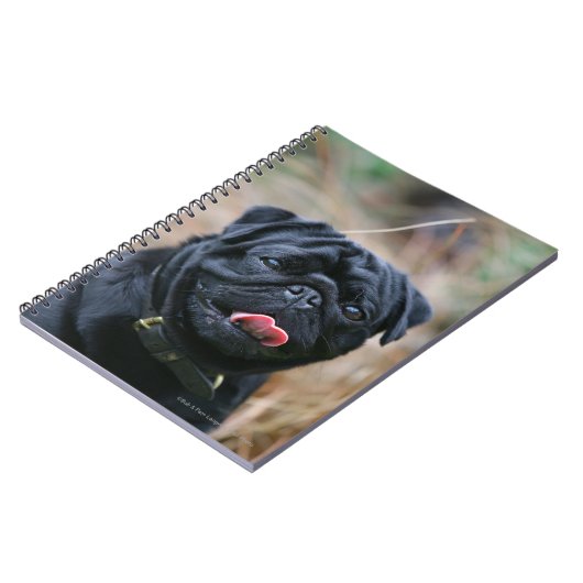 Schwarzer keuchender Mops beim Betrachten der Notizblock (Linke Seite)