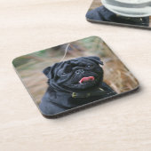 Schwarzer keuchender Mops beim Betrachten der Untersetzer (Linke Seite)