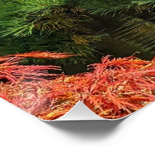 Schwarzer Kiefer und roter japanischer Ahornbaum Poster (Ecke)