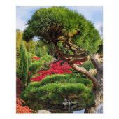Schwarzer Kiefernbaum und roter japanischer Ahorn Fotodruck (Vorne)