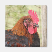Schwarzer Koran-Maran-Rooster Magnet (Vorne)