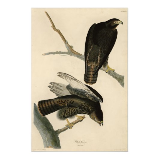 Schwarzer Krieger (Rotschwanzfalken) von Audubon-V Fotodruck (Vorne)