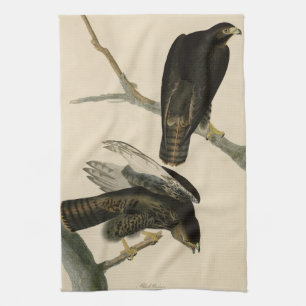 Schwarzer Krieger (Rotschwanzfalken) von Audubon-V Geschirrtuch