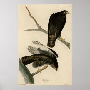 Schwarzer Krieger (Rotschwanzfalken) von Audubon-V Poster