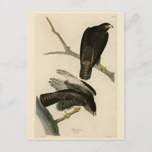 Schwarzer Krieger (Rotschwanzfalken) von Audubon-V Postkarte