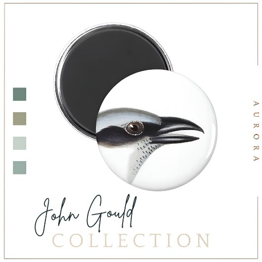 Schwarzer Kuckoo-Shrike Magnet