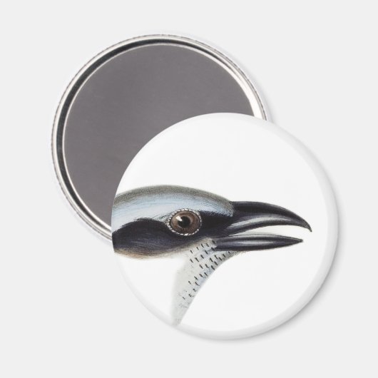 Schwarzer Kuckoo-Shrike Magnet (Vorderseite/Rückseite)