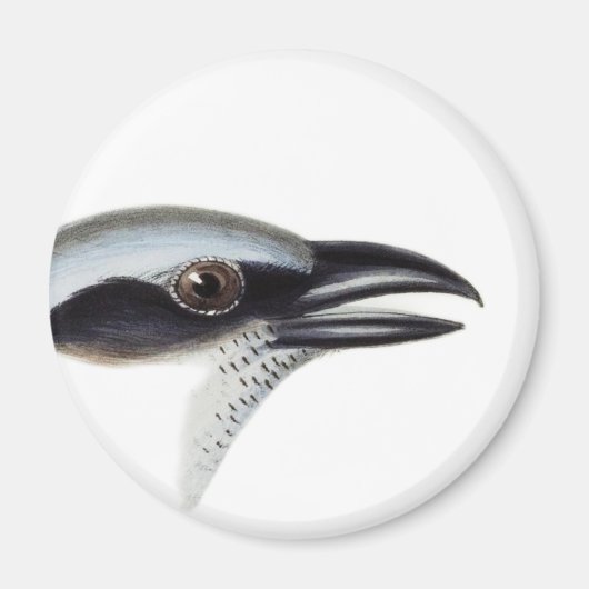 Schwarzer Kuckoo-Shrike Magnet (Vorne)