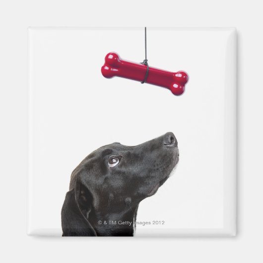 Schwarzer Lab gemischter Hund mit rotem Hundeknoch Magnet (Vorne)
