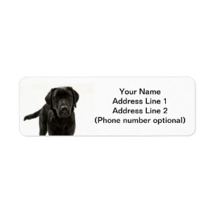 schwarzer Labrador