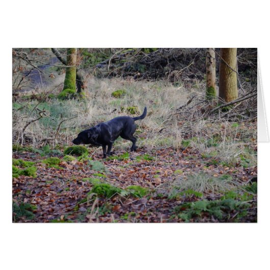 Schwarzer Labrador (Vorderseite (Horizontal))