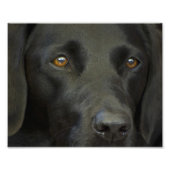 Schwarzer Labrador Hund Fotodruck (Vorne)