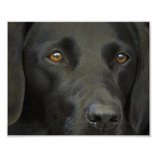 Schwarzer Labrador Hund Fotodruck (Vorne)