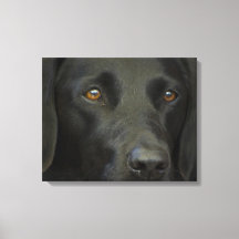 Schwarzer Labrador Hund