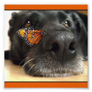 Schwarzer Labrador-Hund mit Schmetterling Fotodruck