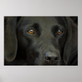 Schwarzer Labrador Hund Poster (Vorne)