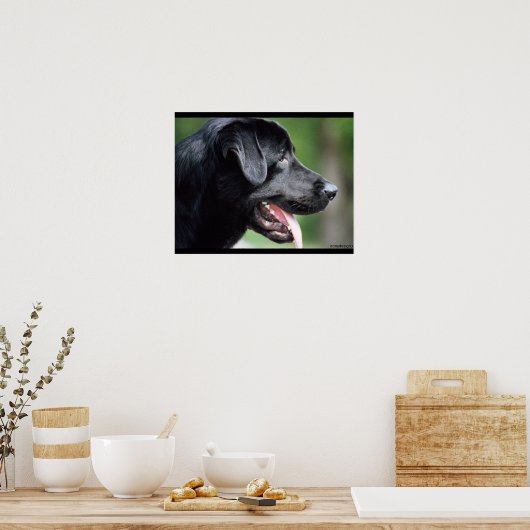 Schwarzer Labrador Hund Poster (Küche)