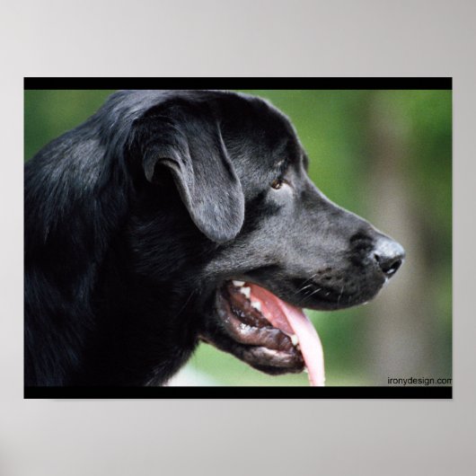 Schwarzer Labrador Hund Poster (Vorne)