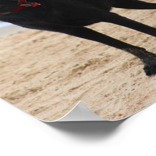 Schwarzer Labrador Hund Poster (Ecke)
